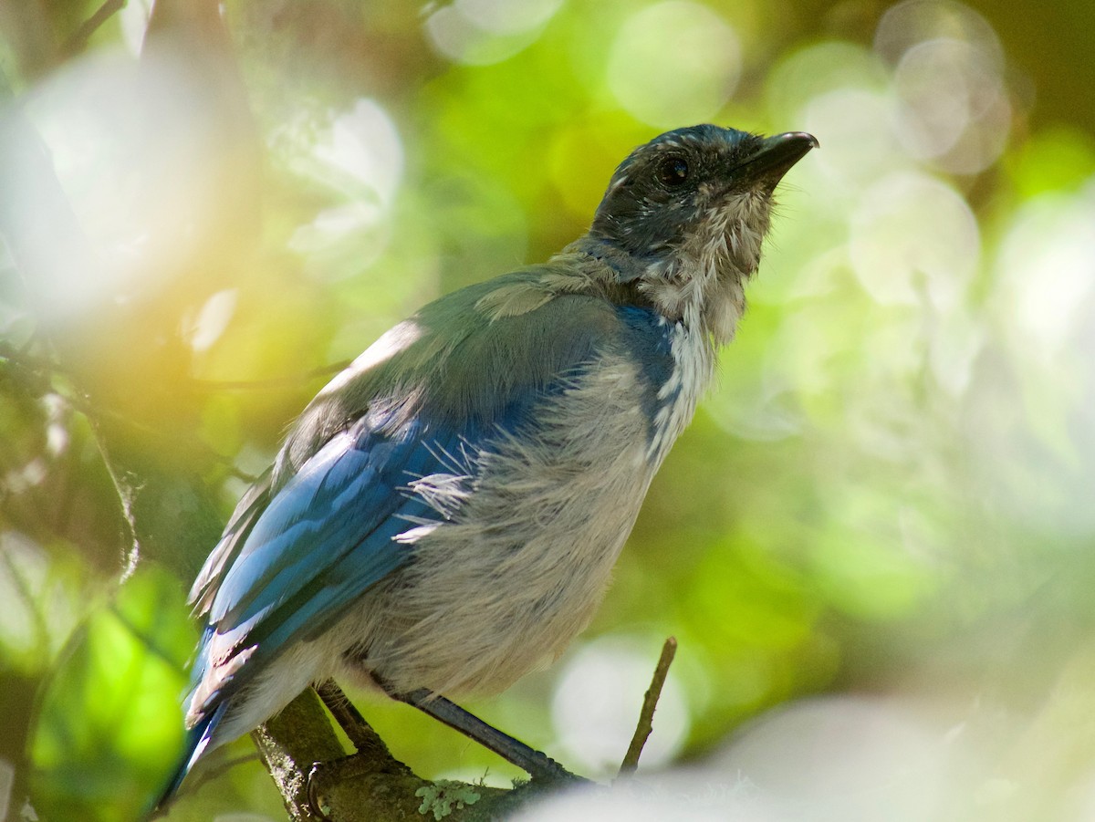 California Scrub-Jay - ML643471853
