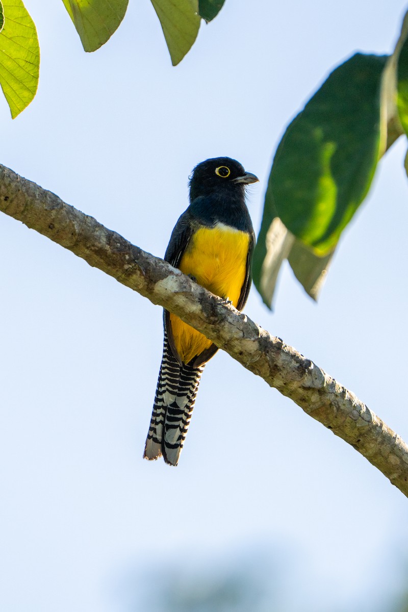 Gartered Trogon - ML643471854