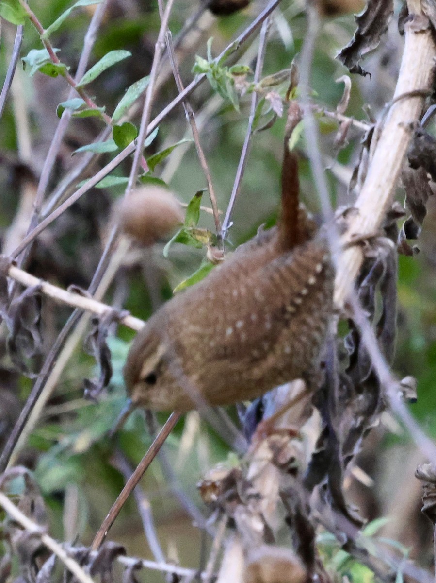 Winter Wren - ML643471862