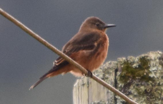 Cliff Flycatcher - ML643471866