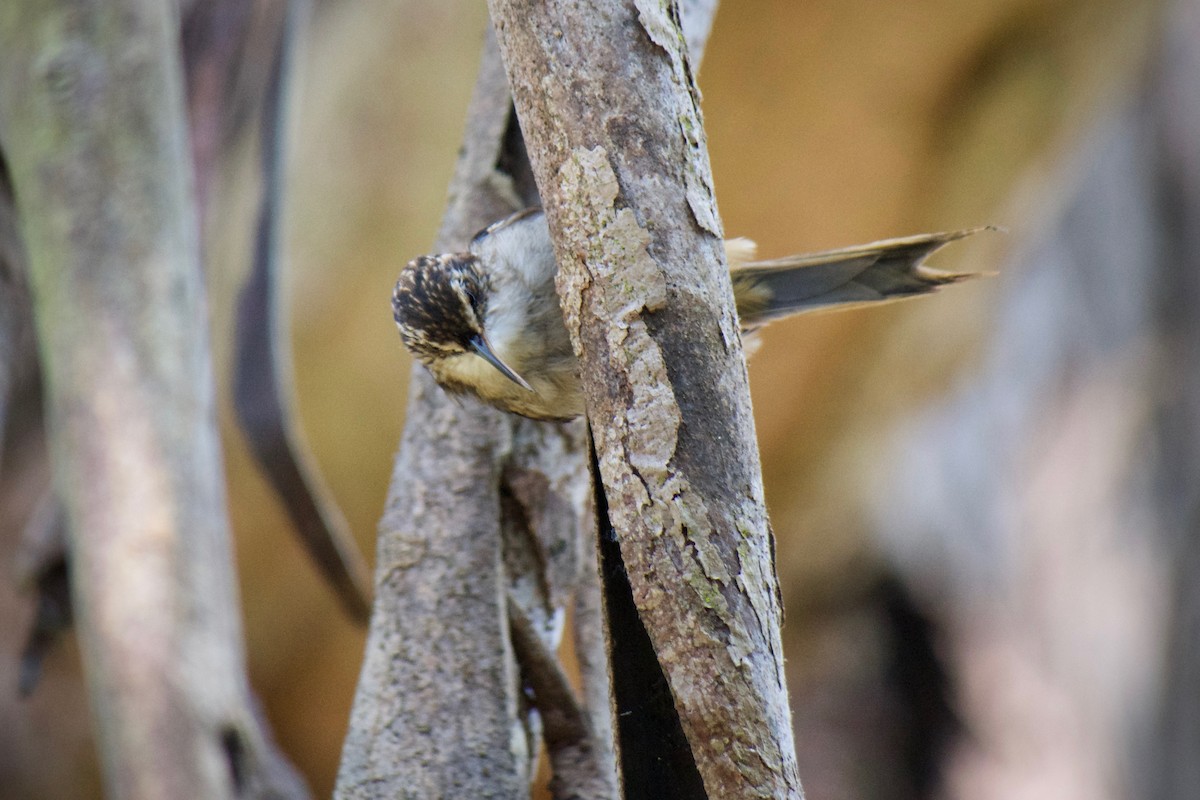 Brown Creeper - ML643471867
