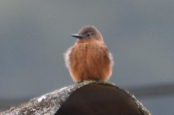 Cliff Flycatcher - ML643471872