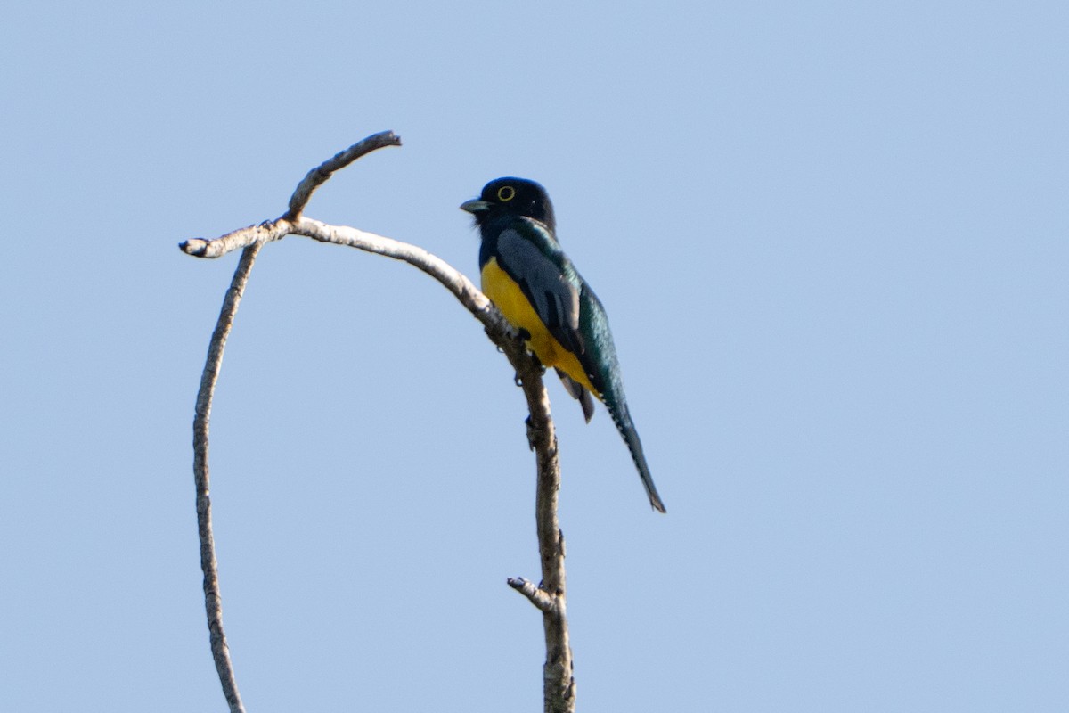 Gartered Trogon - ML643471873