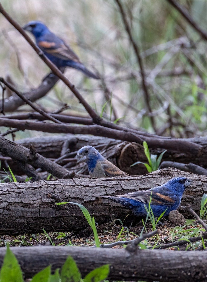 Blue Grosbeak - ML643471876