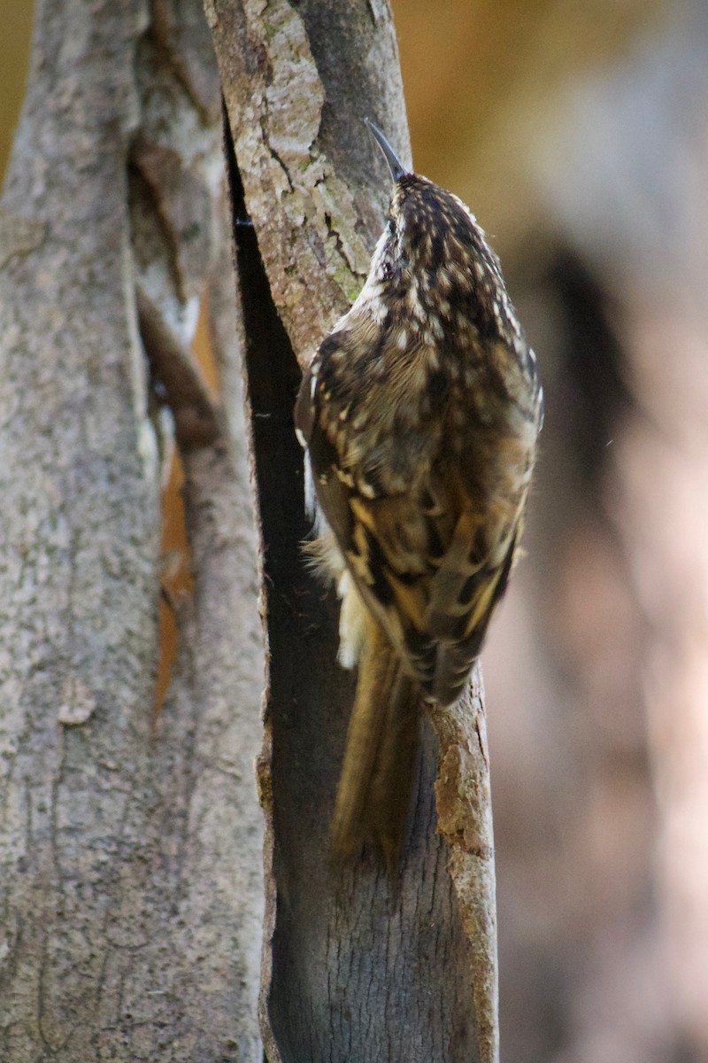Brown Creeper - ML643471878