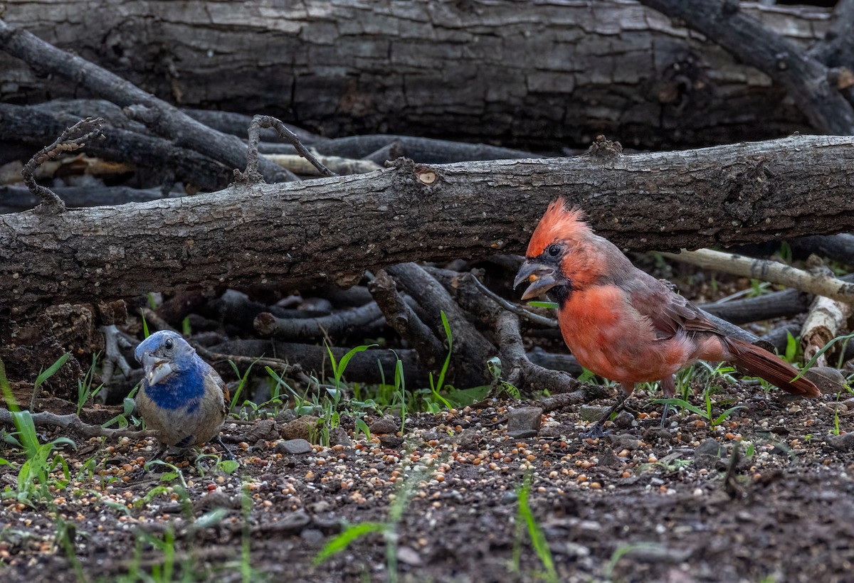 Northern Cardinal - ML643471882