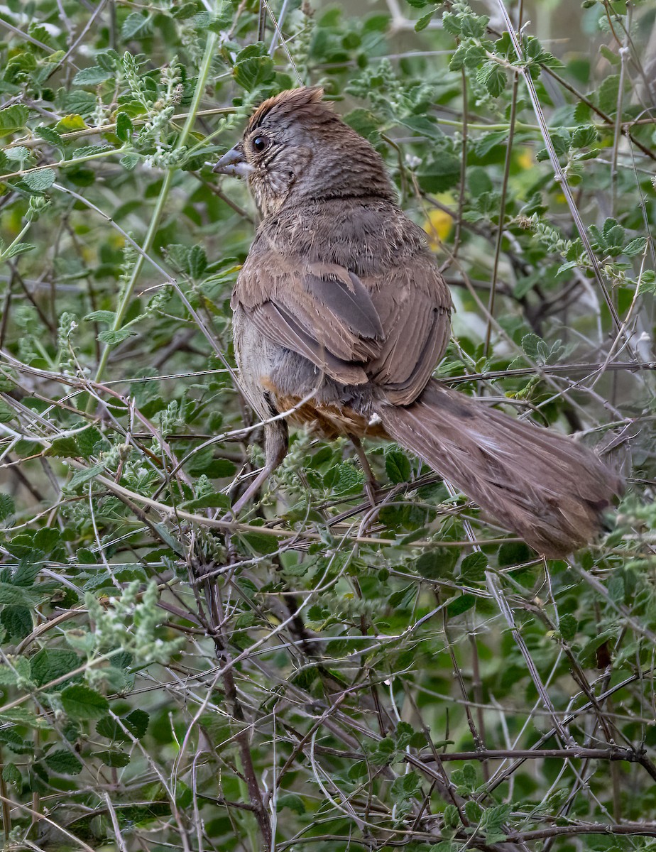 Canyon Towhee - ML643471893