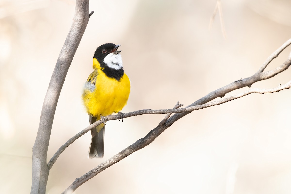 Golden Whistler (Western) - ML643471894