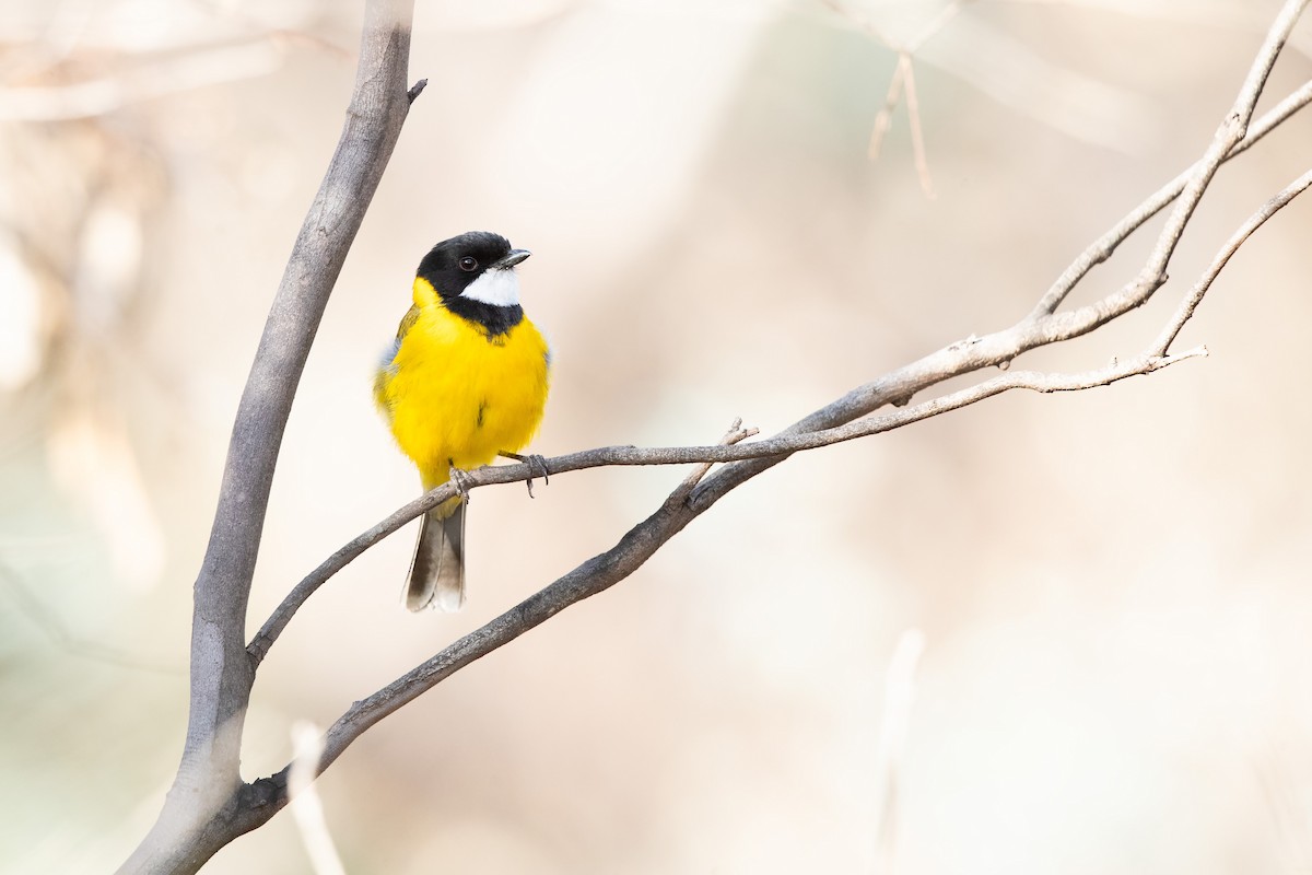Golden Whistler (Western) - ML643471895