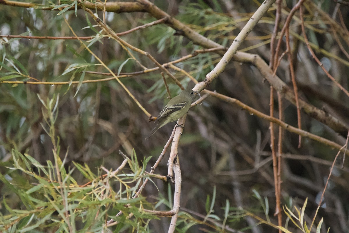 Hammond's Flycatcher - ML643471897