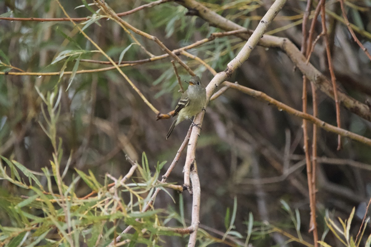 Hammond's Flycatcher - ML643471898