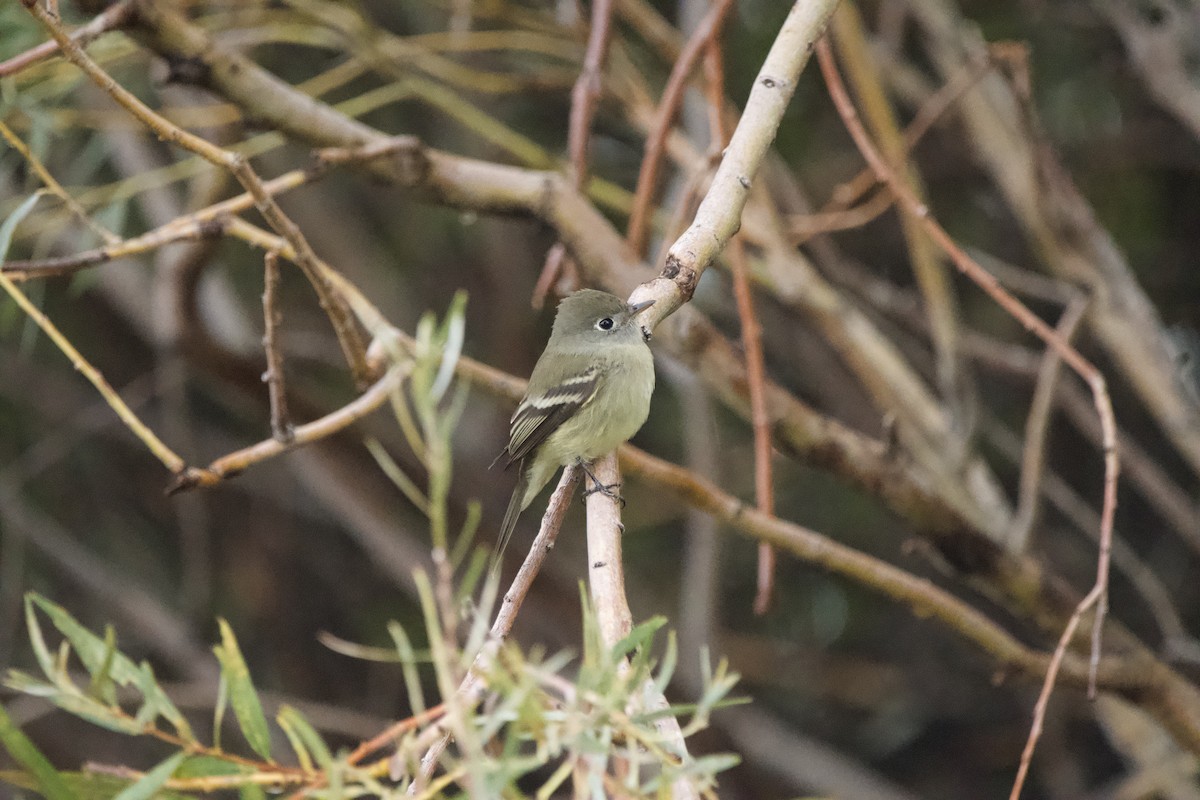 Hammond's Flycatcher - ML643471899