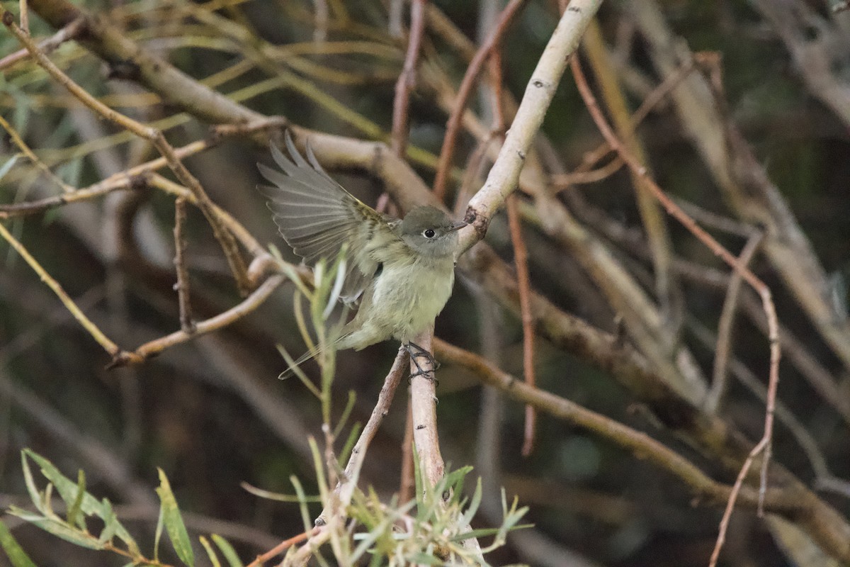 Hammond's Flycatcher - ML643471900