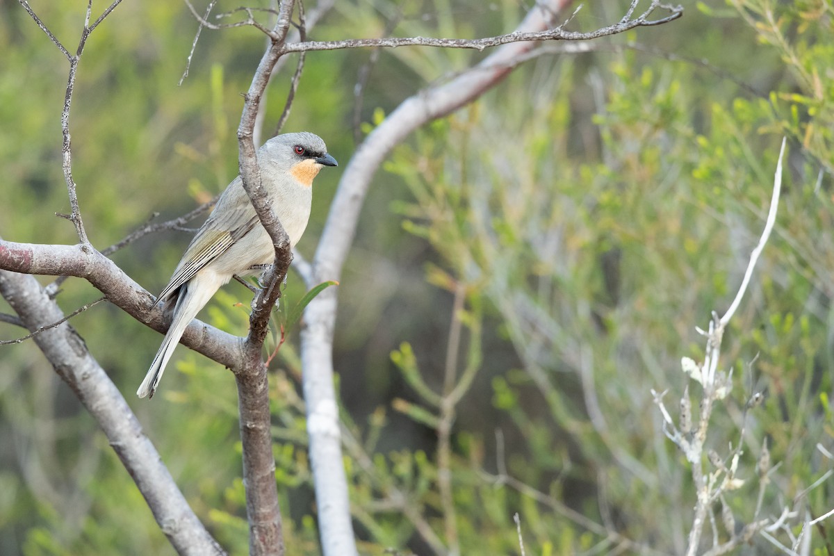 Gilbert's Whistler - ML643471902