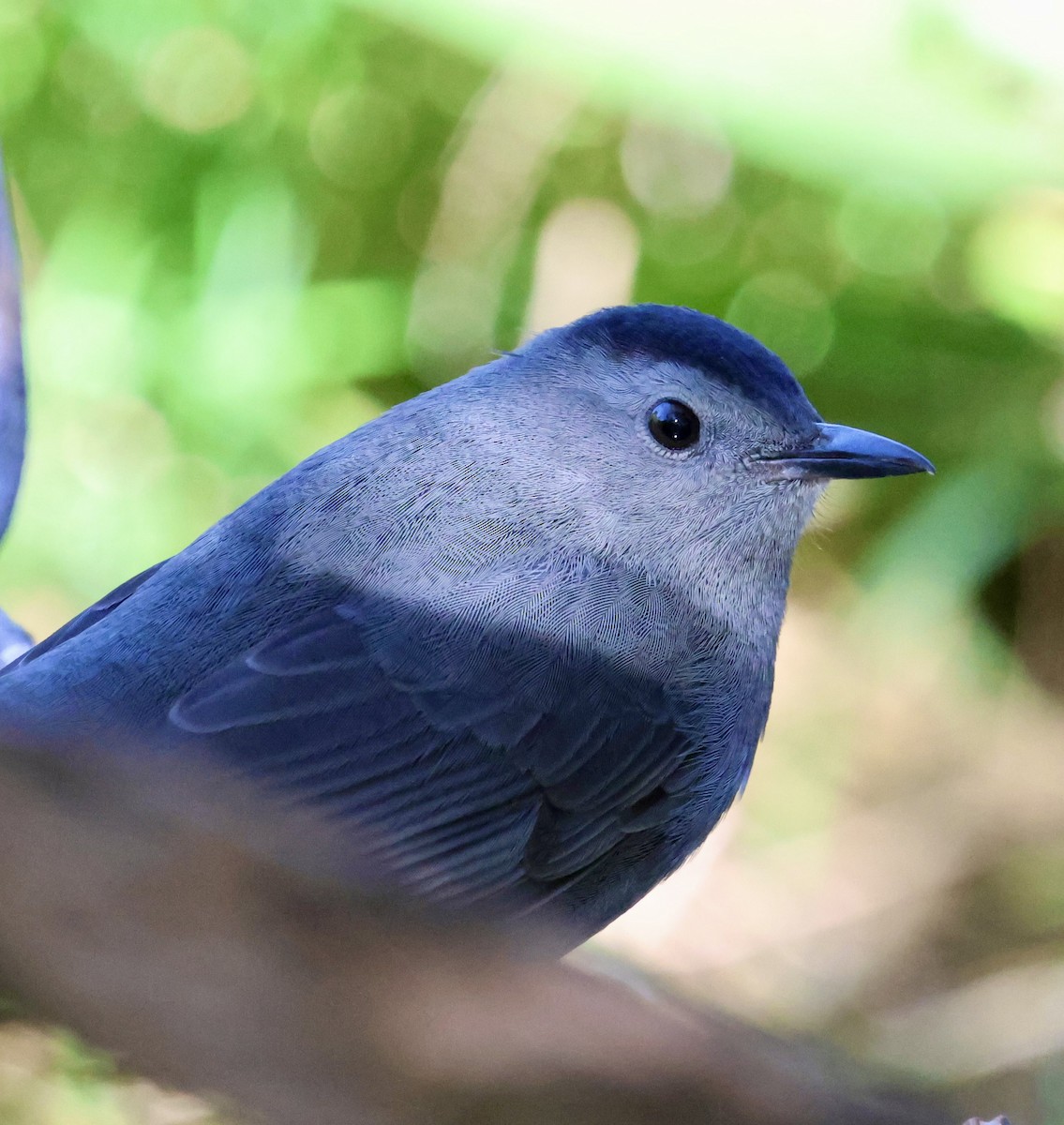 Gray Catbird - ML643471926