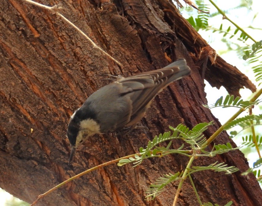 White-breasted Nuthatch - ML643471948