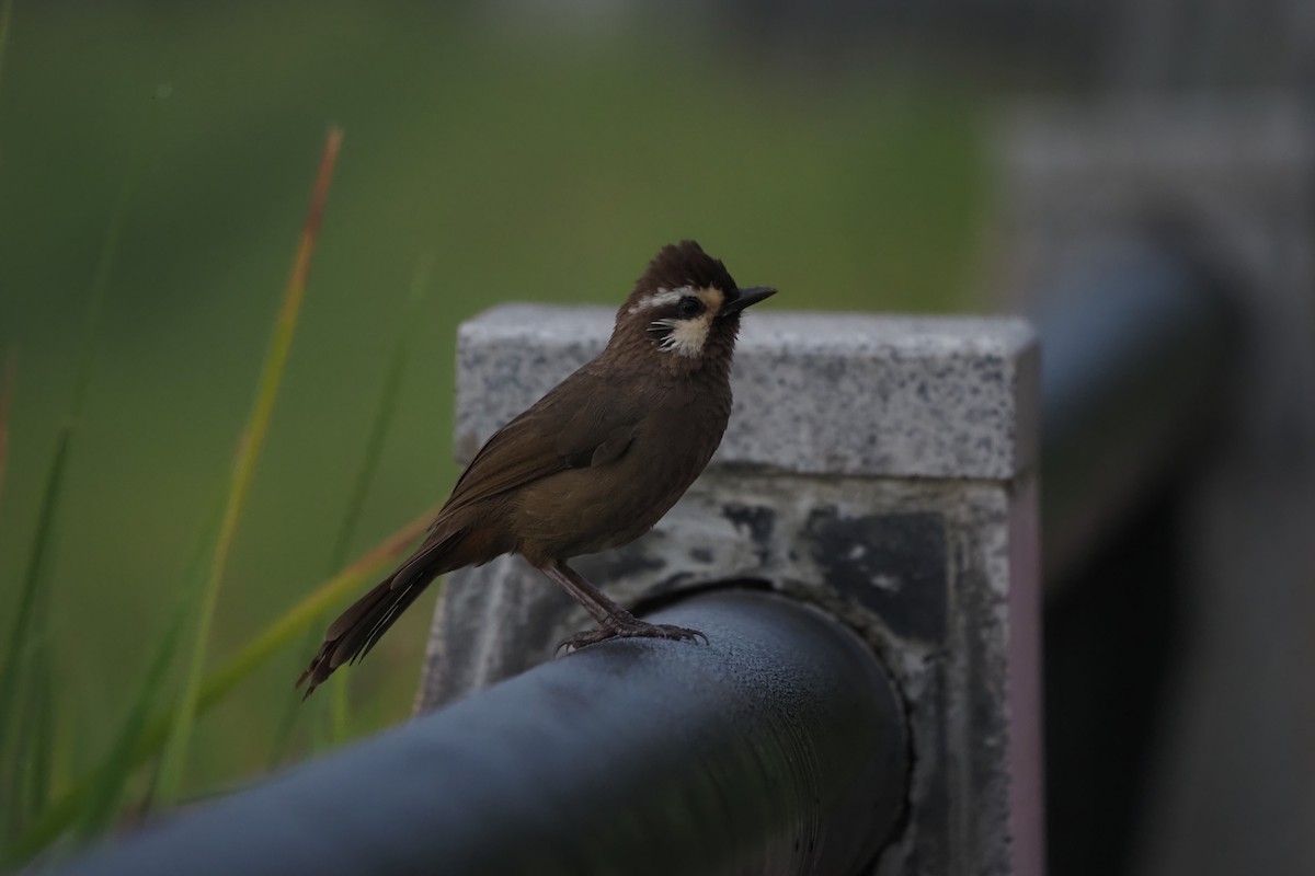 White-browed Laughingthrush - ML643471953