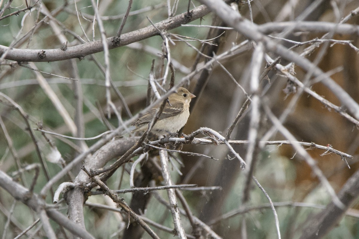Lazuli Bunting - ML643471954