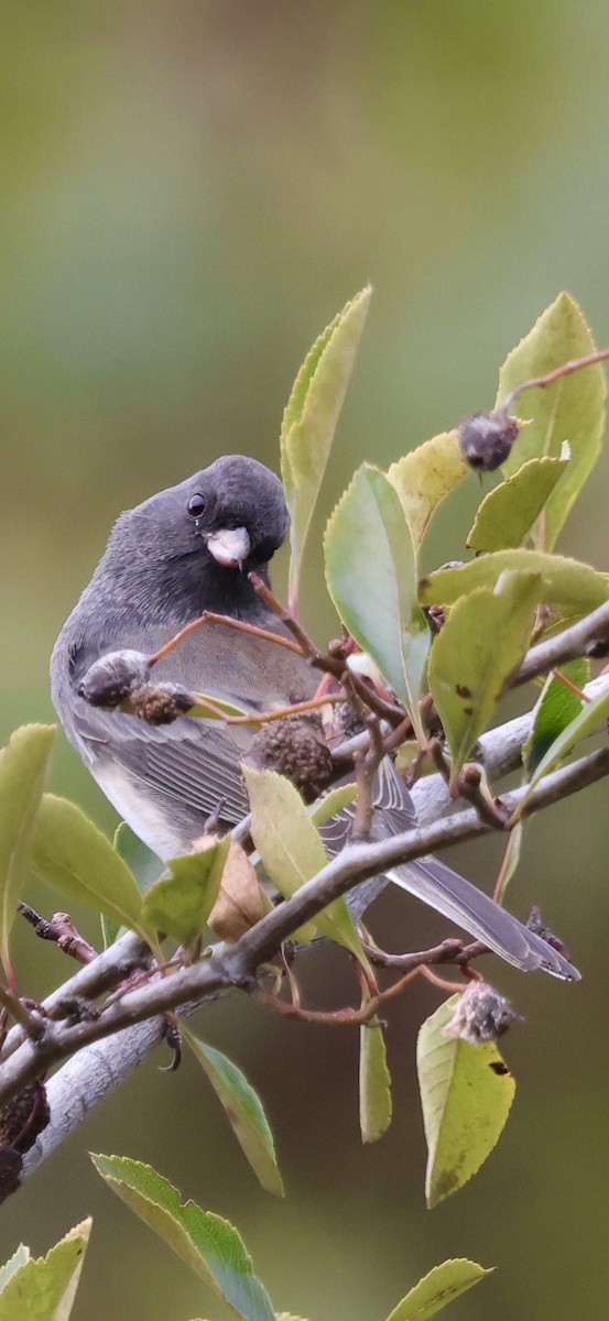 Dark-eyed Junco - ML643471955