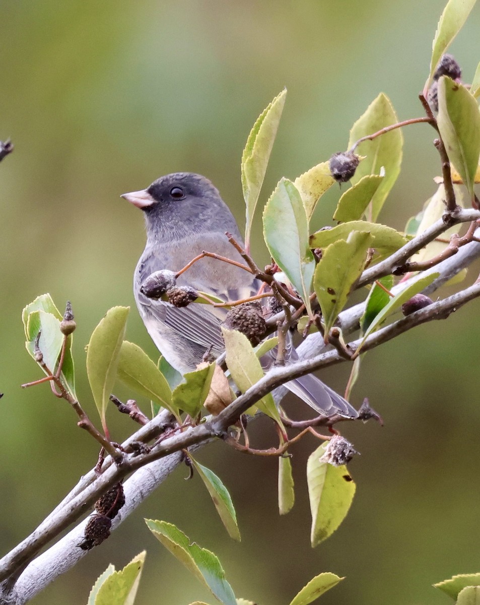 Dark-eyed Junco - ML643471956