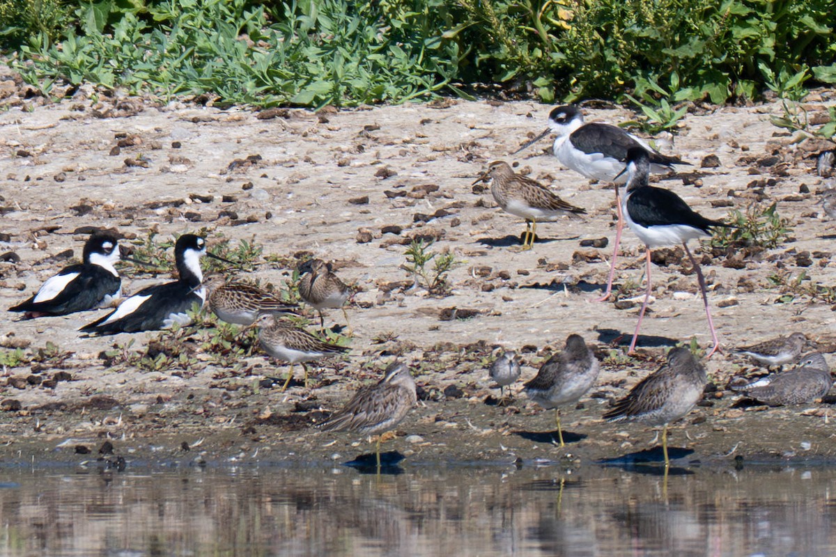 Pectoral Sandpiper - ML643471957