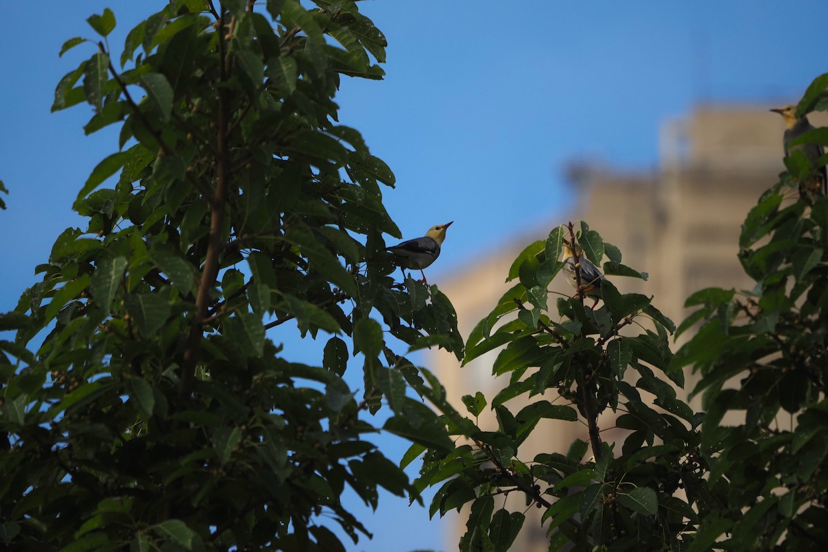 Étourneau soyeux - ML643471958