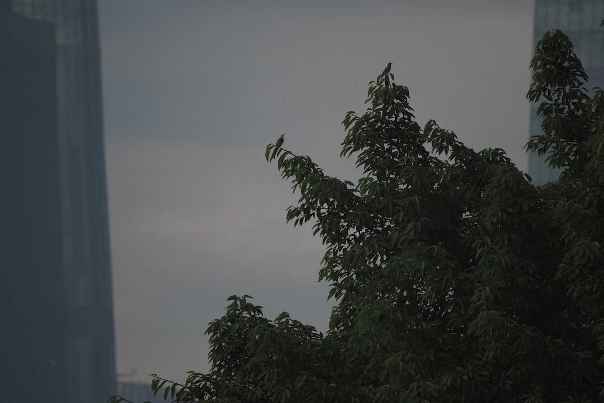 Étourneau soyeux - ML643471959