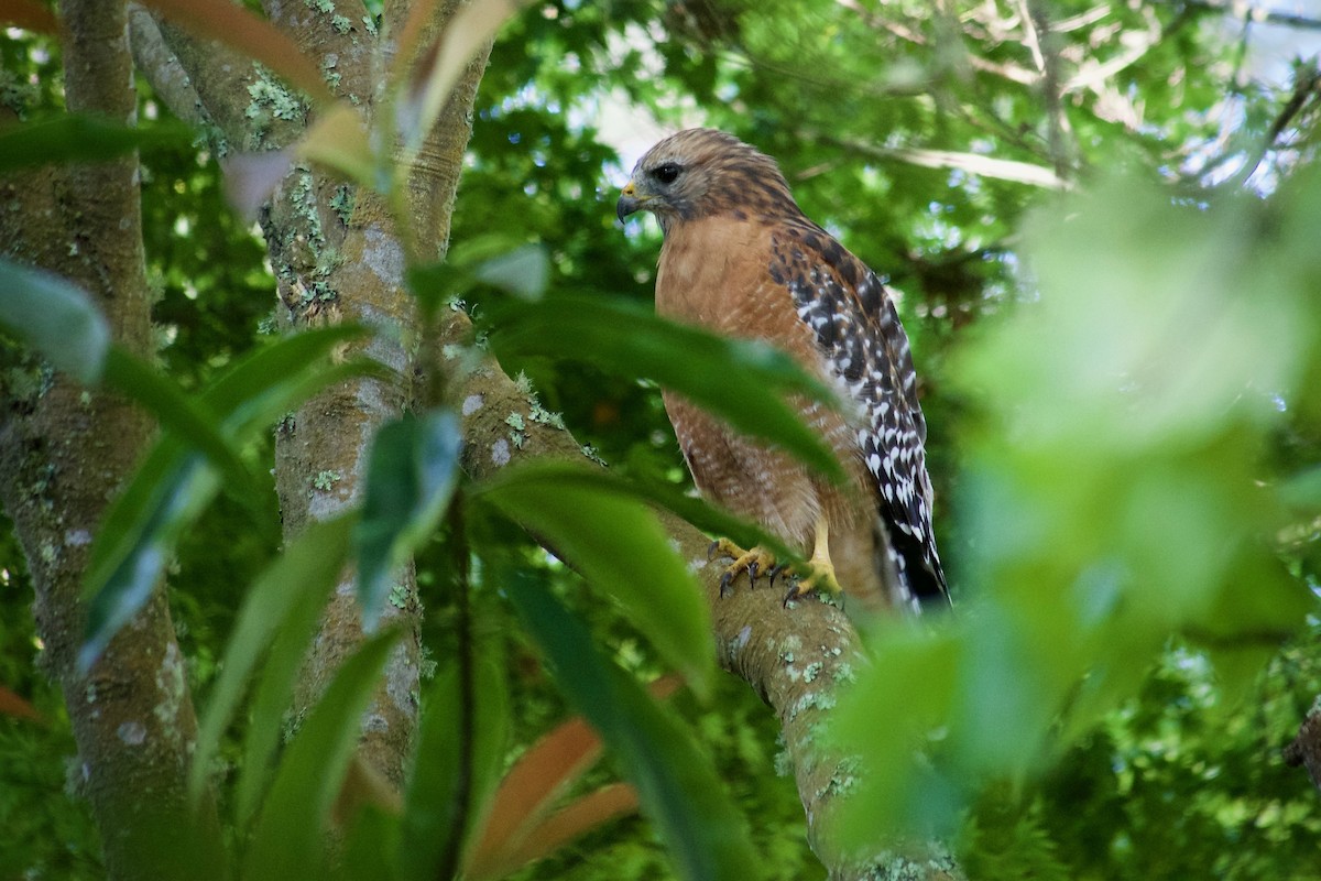 Red-shouldered Hawk (elegans) - ML643471964