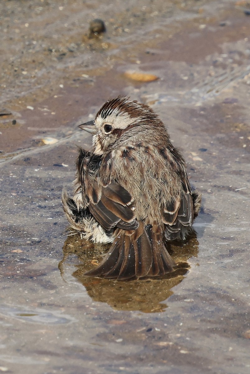 Song Sparrow - ML643471966