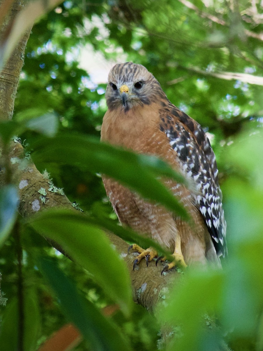 Red-shouldered Hawk (elegans) - ML643471981