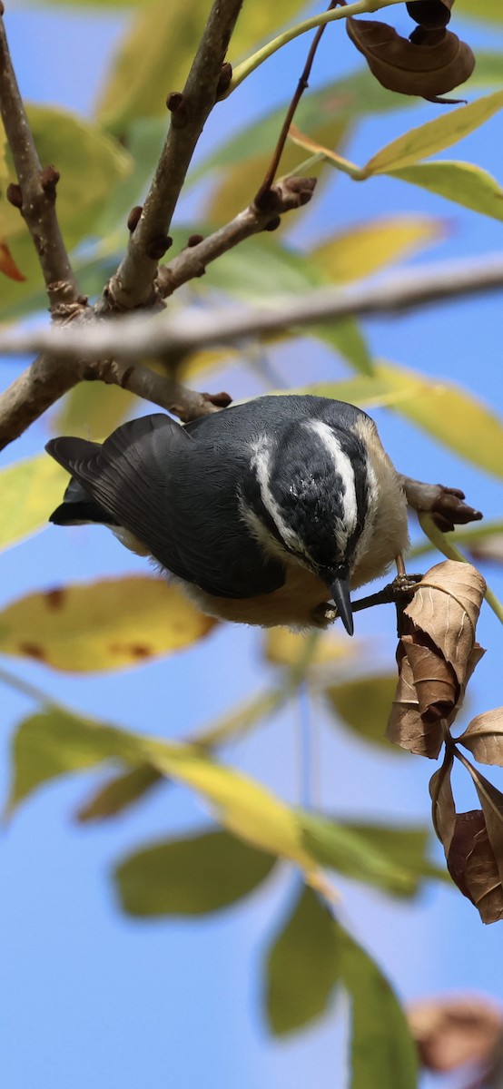 Red-breasted Nuthatch - ML643471982