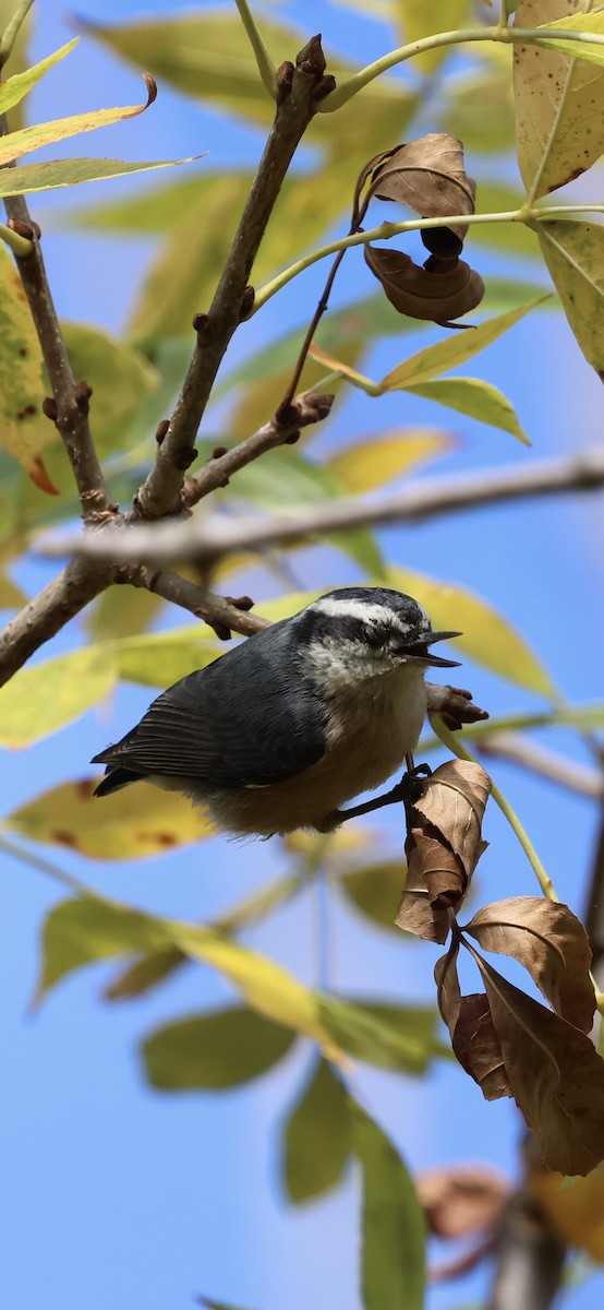 Red-breasted Nuthatch - ML643471983
