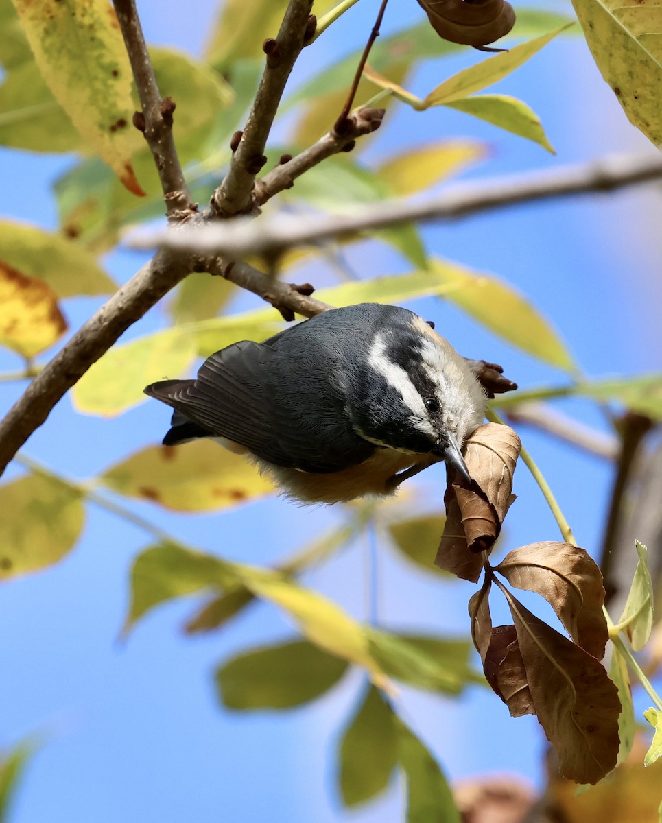 Red-breasted Nuthatch - ML643471984