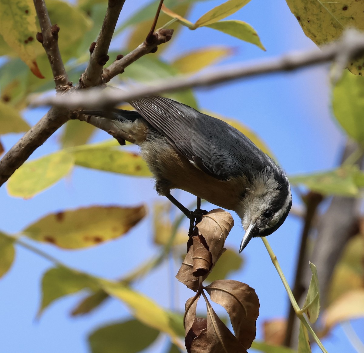 Red-breasted Nuthatch - ML643471985