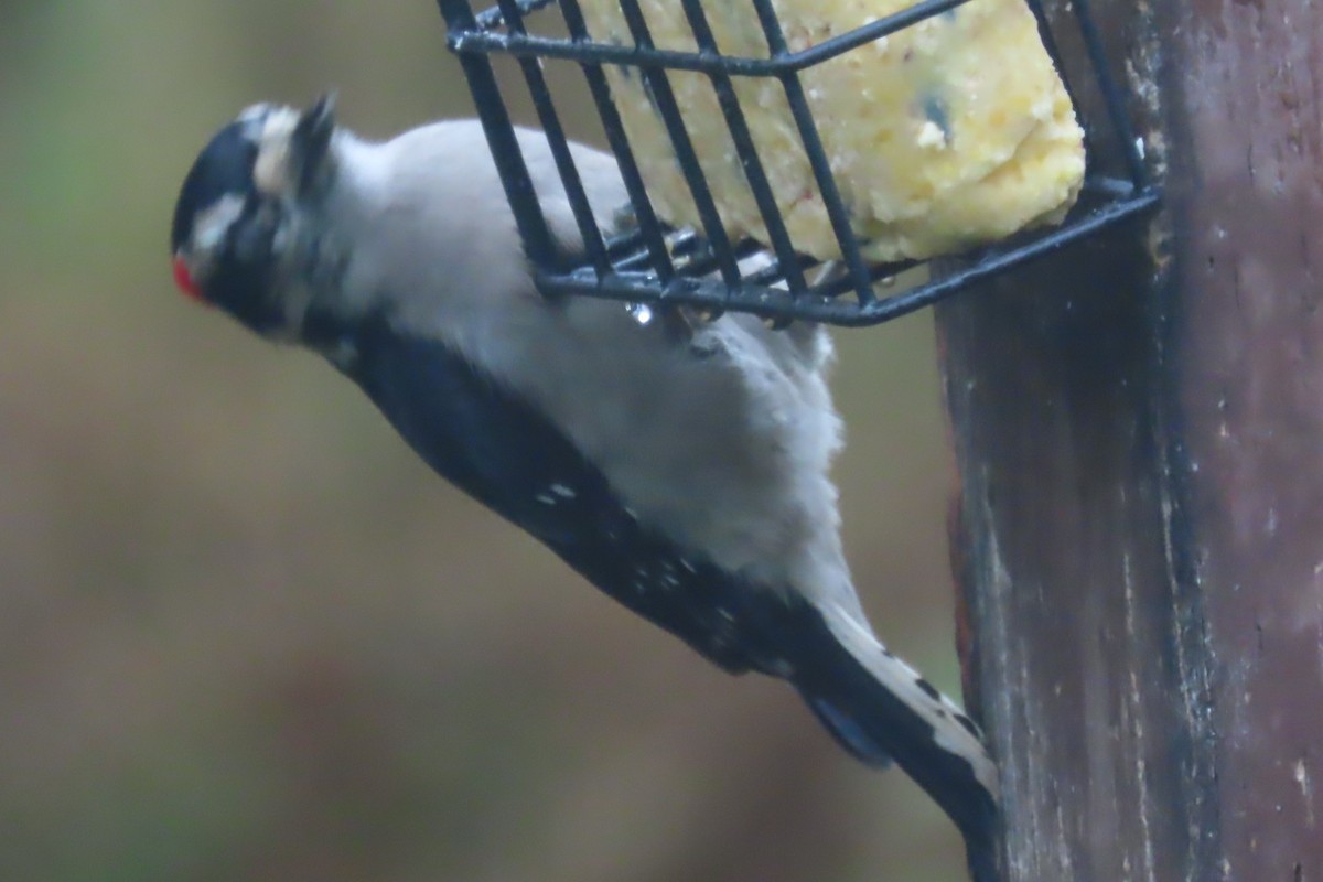 Downy Woodpecker - ML643471986