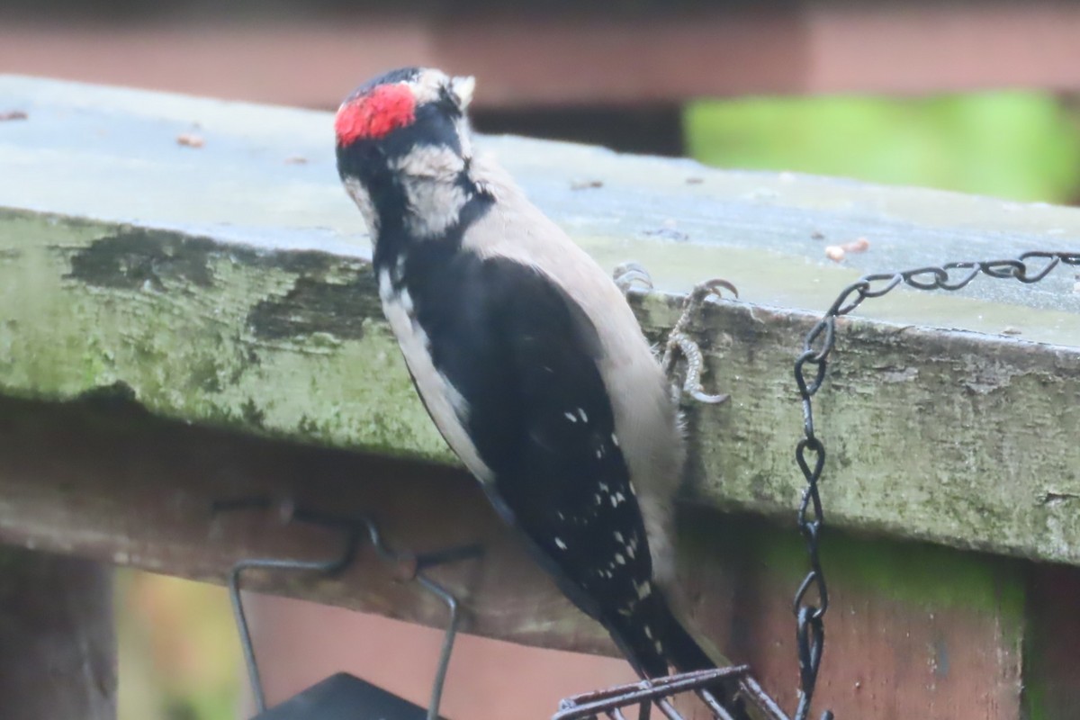 Downy Woodpecker - ML643471989