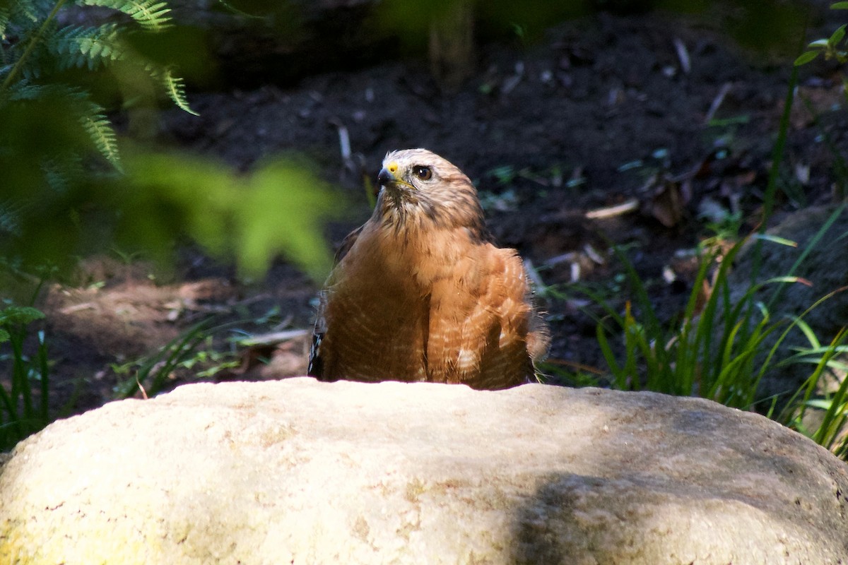 Red-shouldered Hawk (elegans) - ML643471993