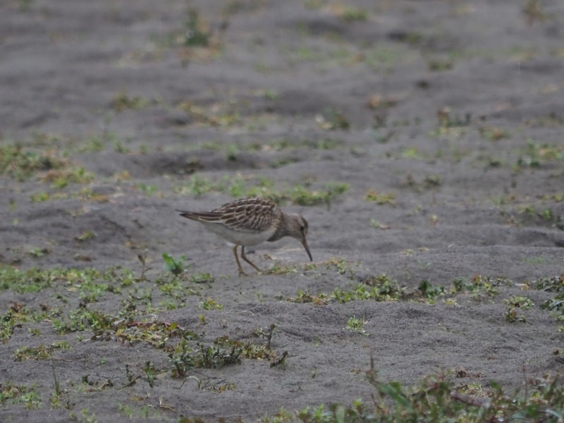 Pectoral Sandpiper - ML643471997