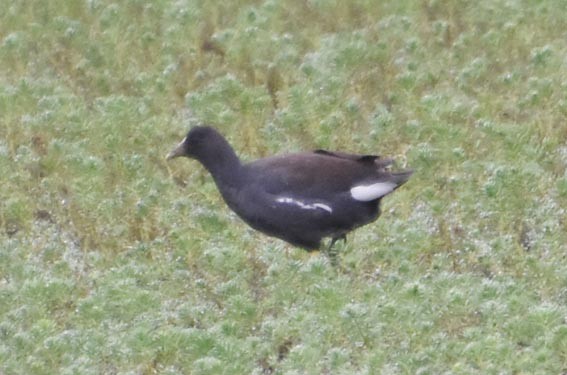 Uroilo amerikarra - ML643472001