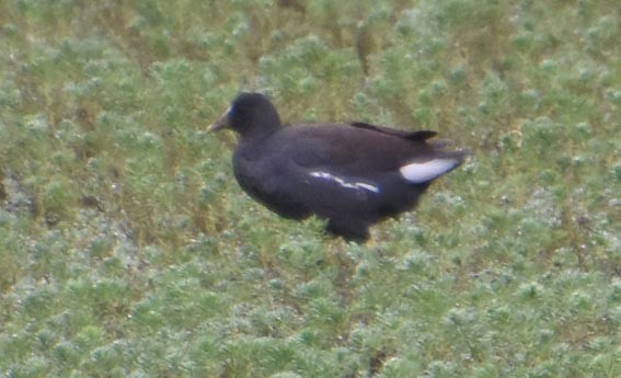 Uroilo amerikarra - ML643472004