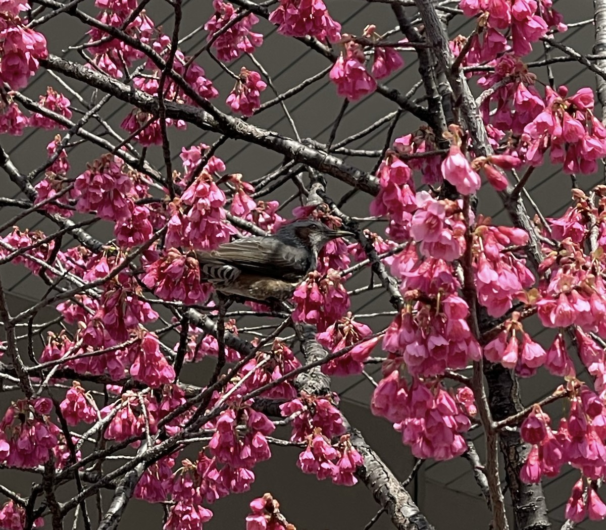 Brown-eared Bulbul - ML643472010