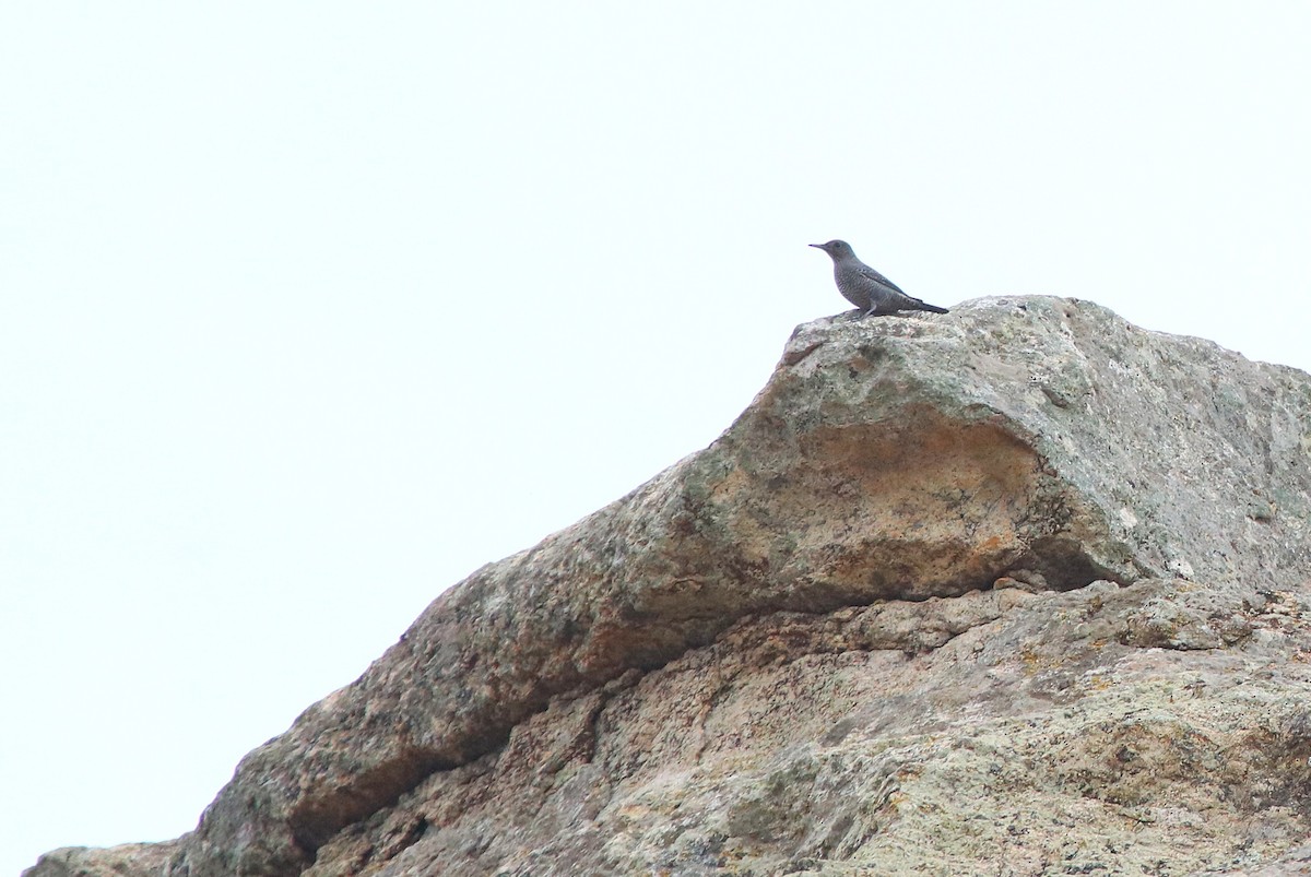 Blue Rock-Thrush - ML643472019