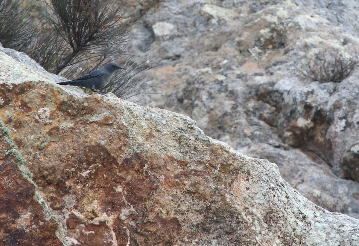 Blue Rock-Thrush - ML643472020