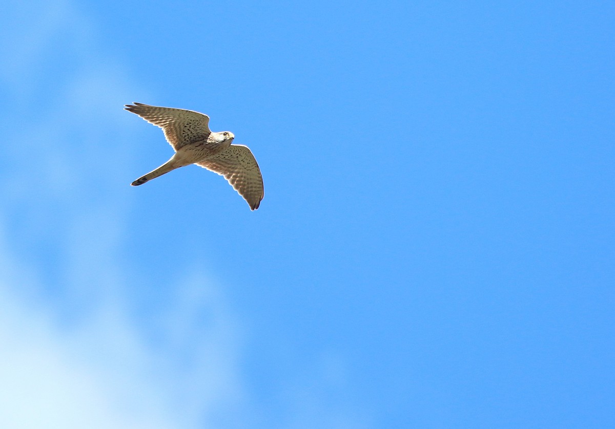 Eurasian Kestrel - ML643472056