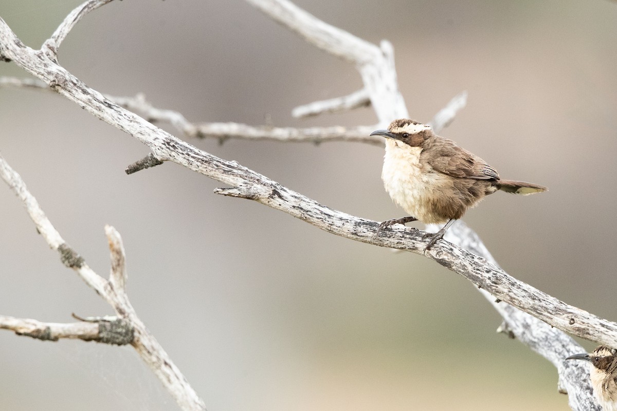 White-browed Babbler - ML643472065