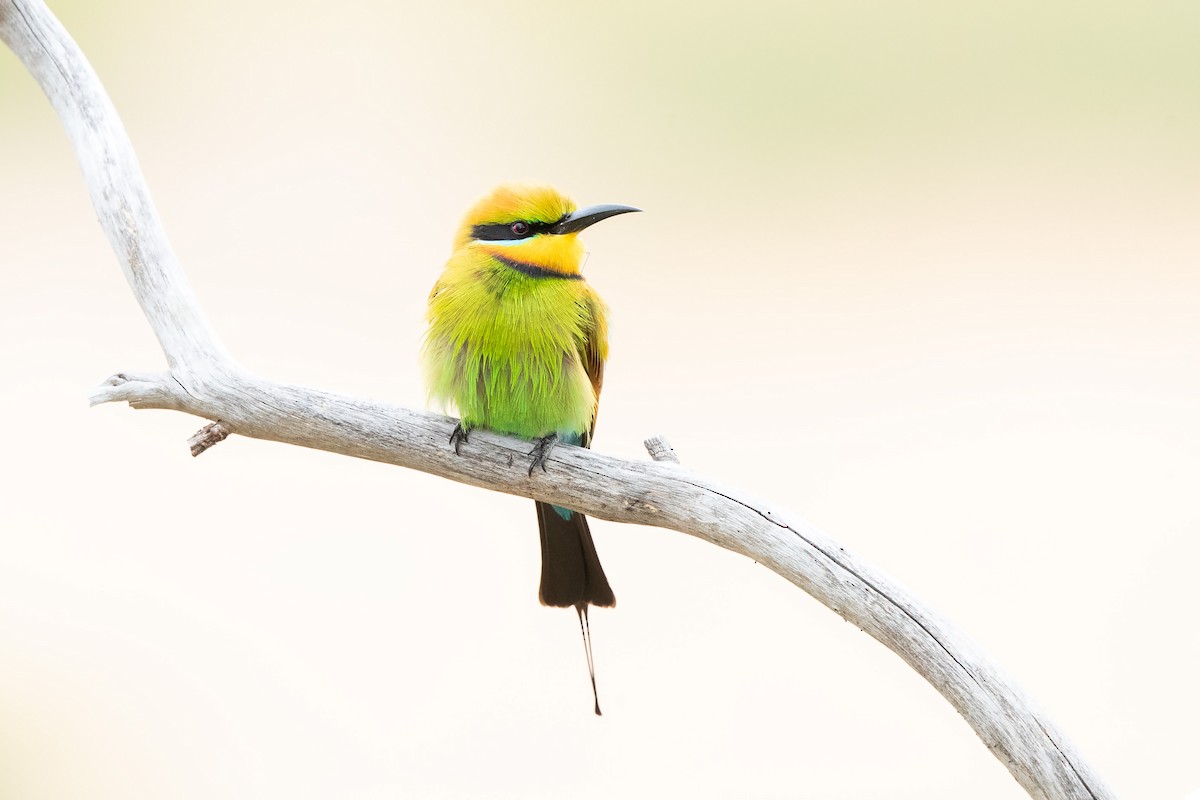 Rainbow Bee-eater - ML643472069
