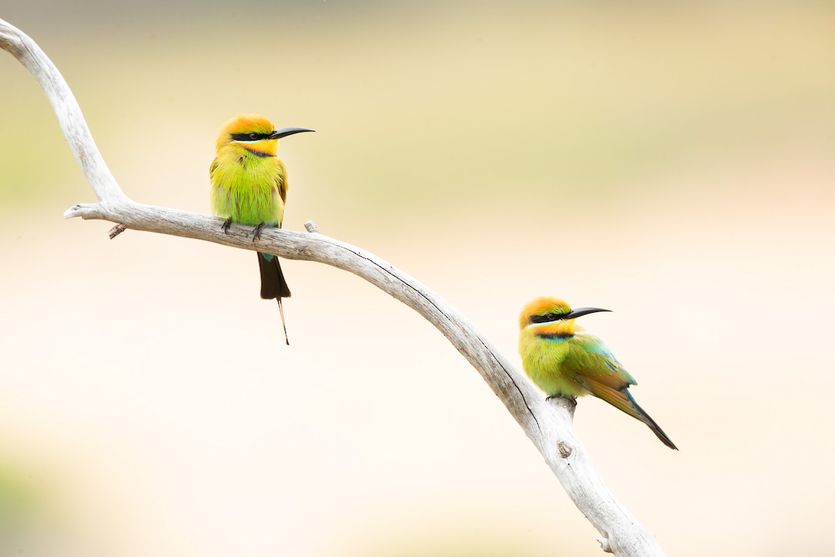 Rainbow Bee-eater - ML643472072