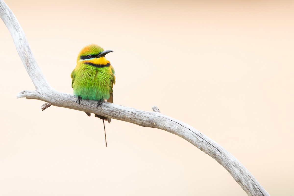 Rainbow Bee-eater - ML643472075