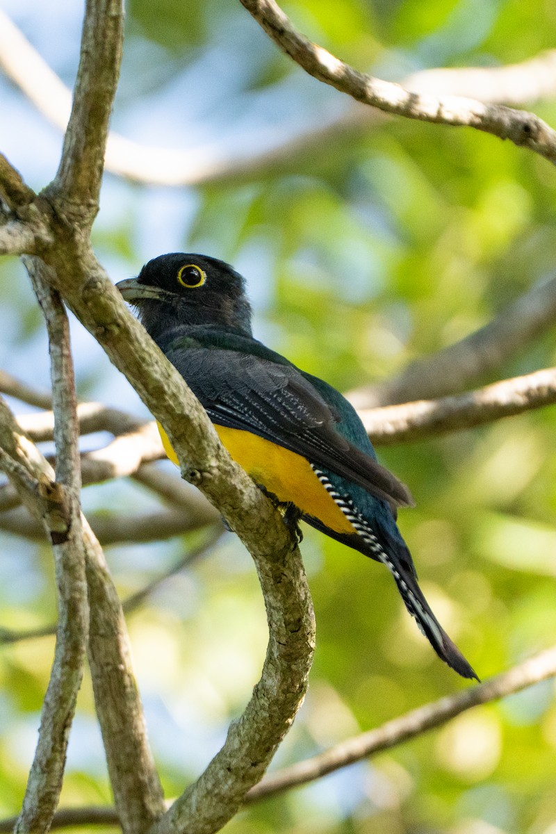 Gartered Trogon - ML643472080