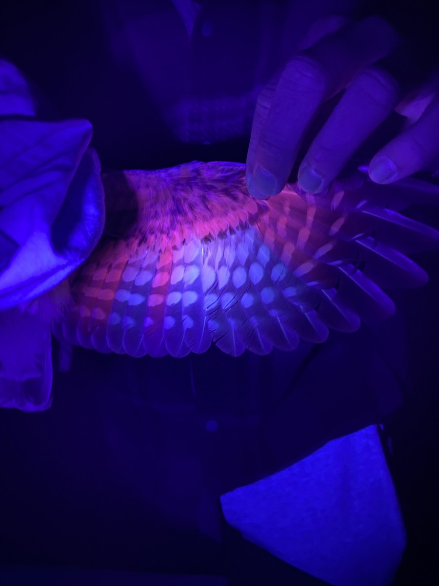 Northern Saw-whet Owl - ML643472085